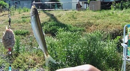 琵琶湖志賀浜小鮎釣り